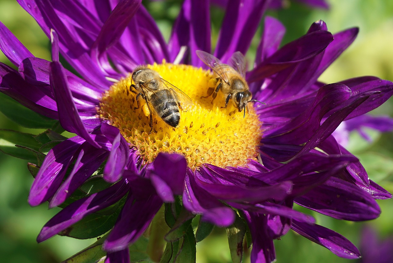 How to Create a Bee-Friendly Garden